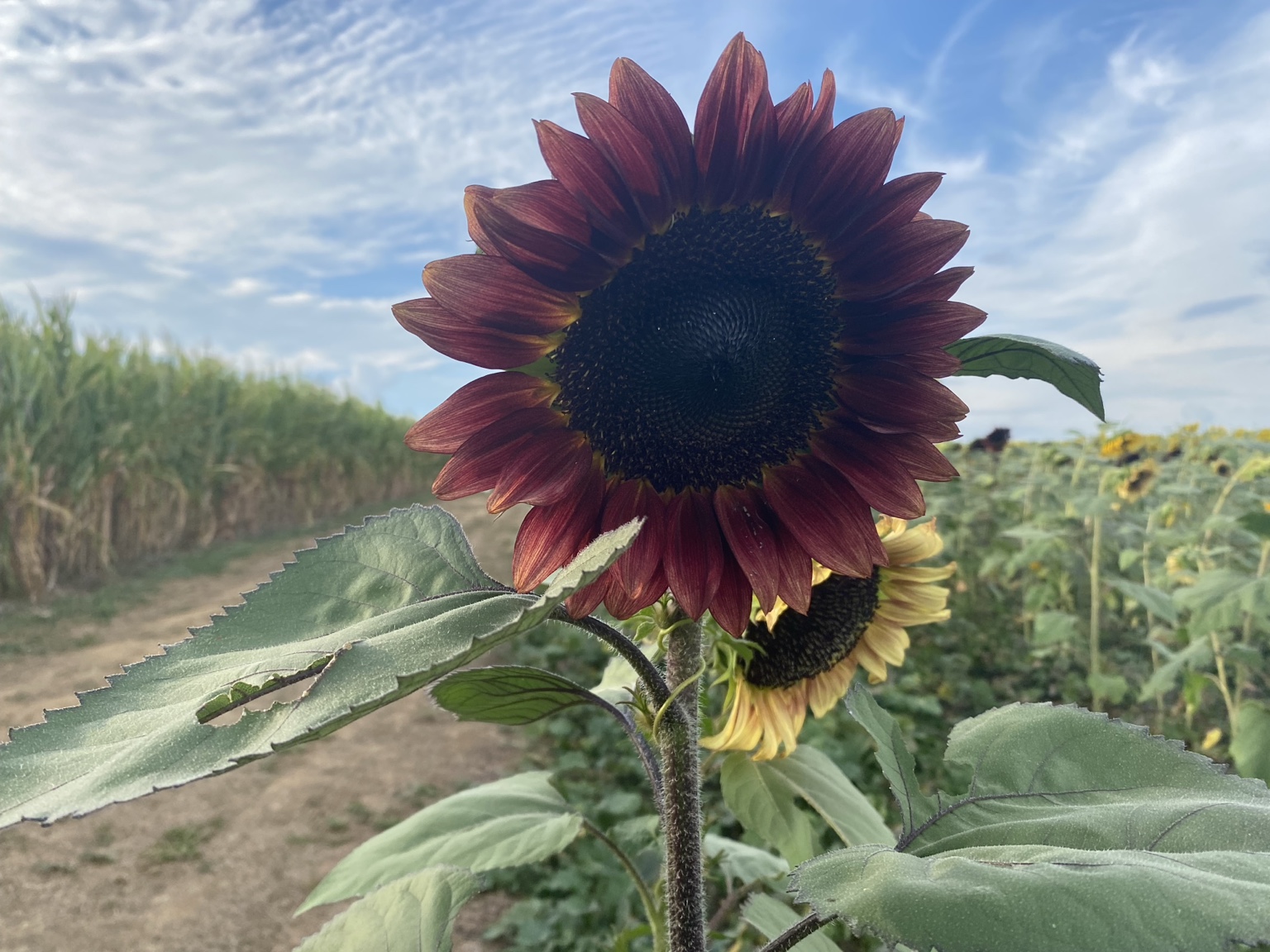 A close burgundy-red sunflower with sky and a row of yellow blooms behind it