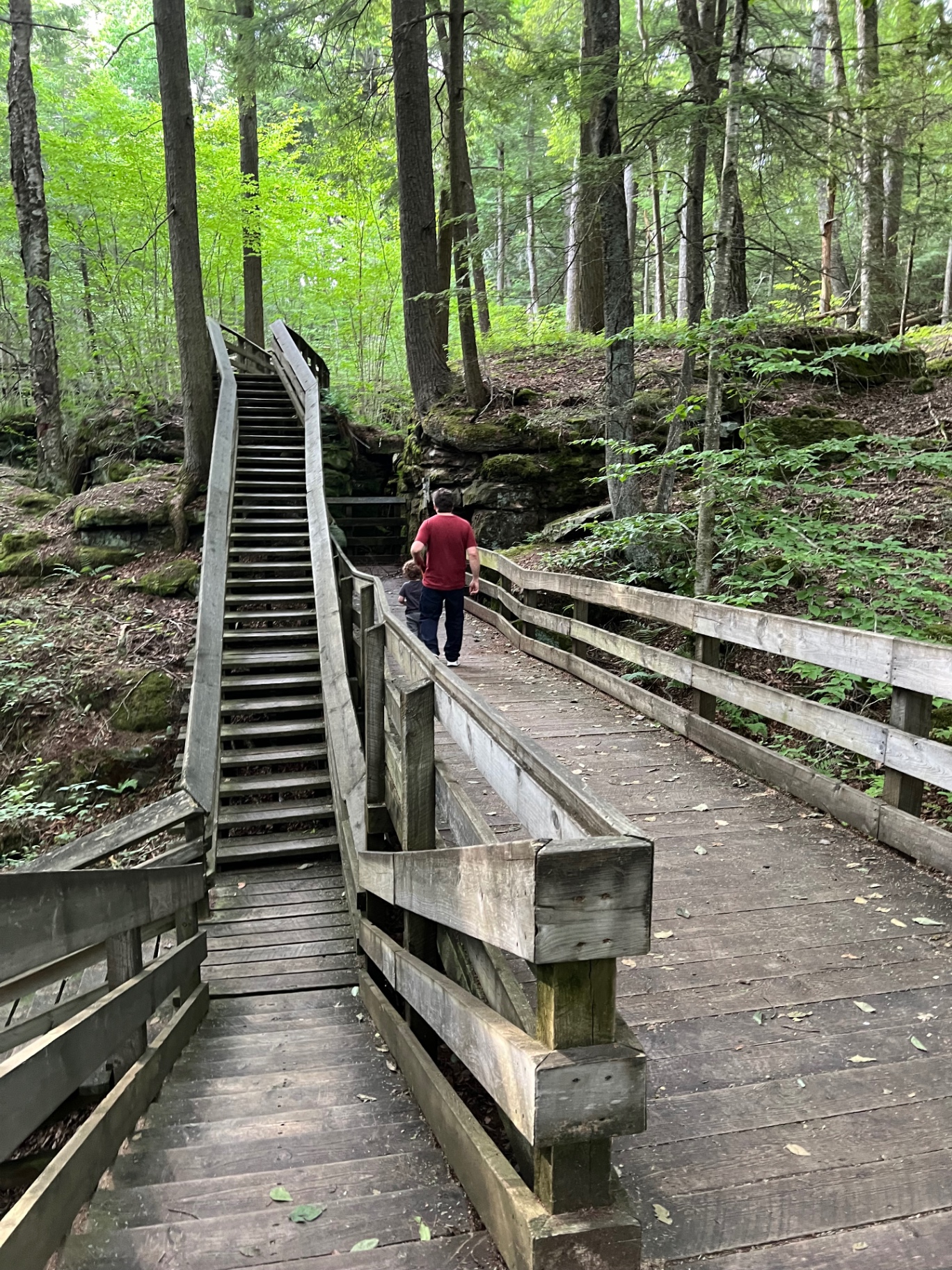 A long staircase and branching wooden boardwalk climb through the shaded forest at Beartown State Park.