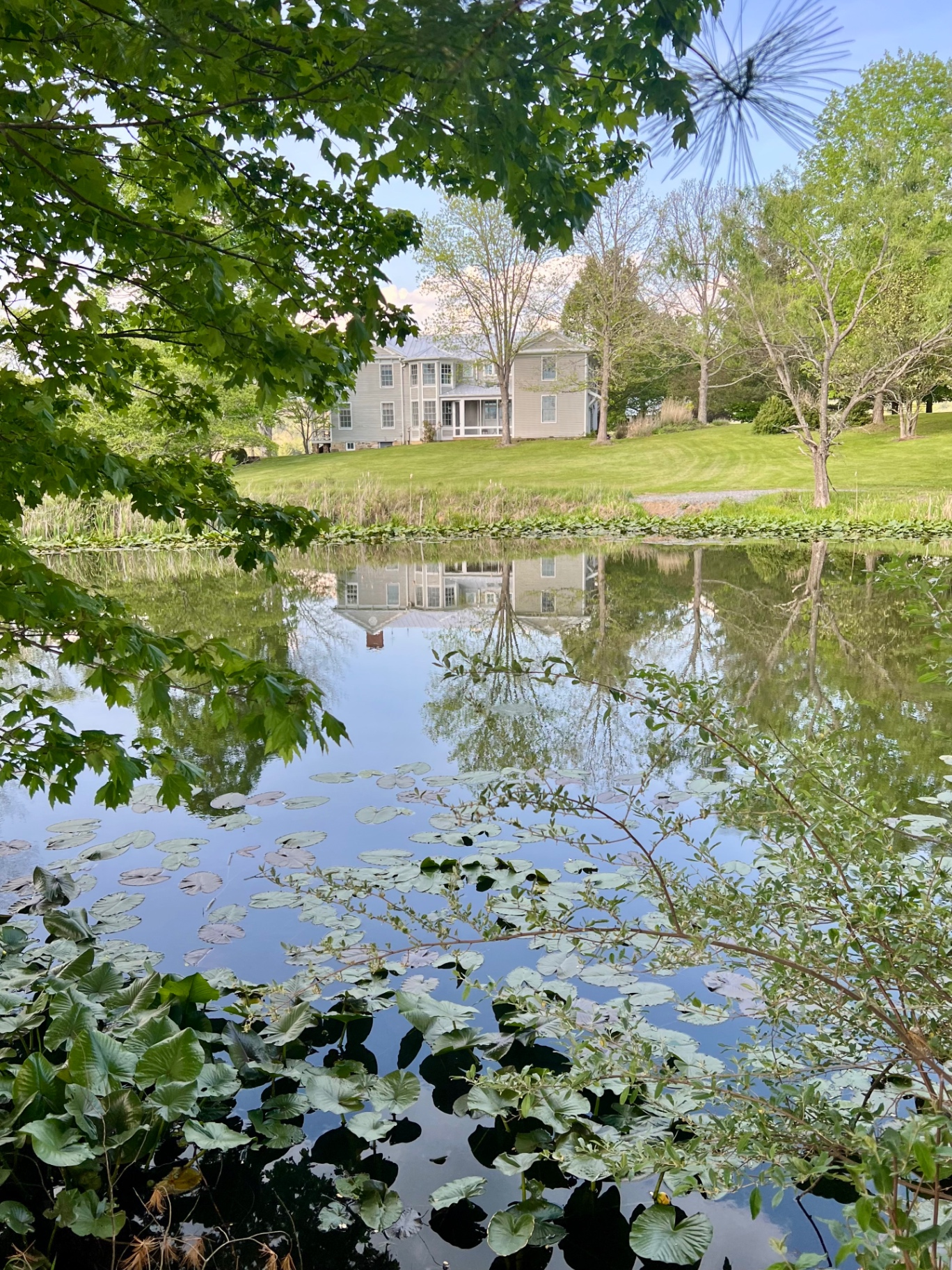 The former Hayfields estate and pond framed by leafy tree branches.