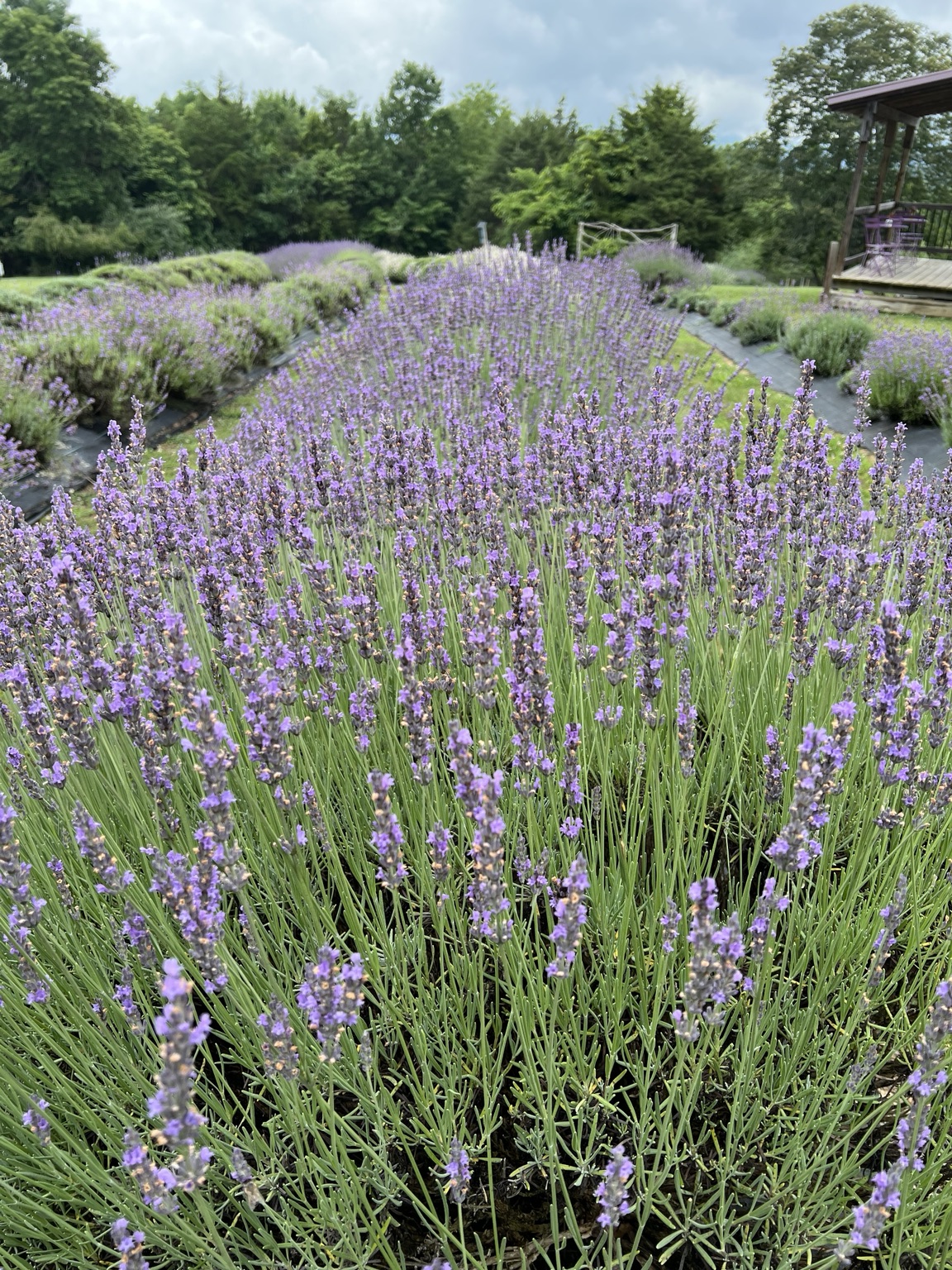 Long, neat rows of blooming lavender stretching across the farm field