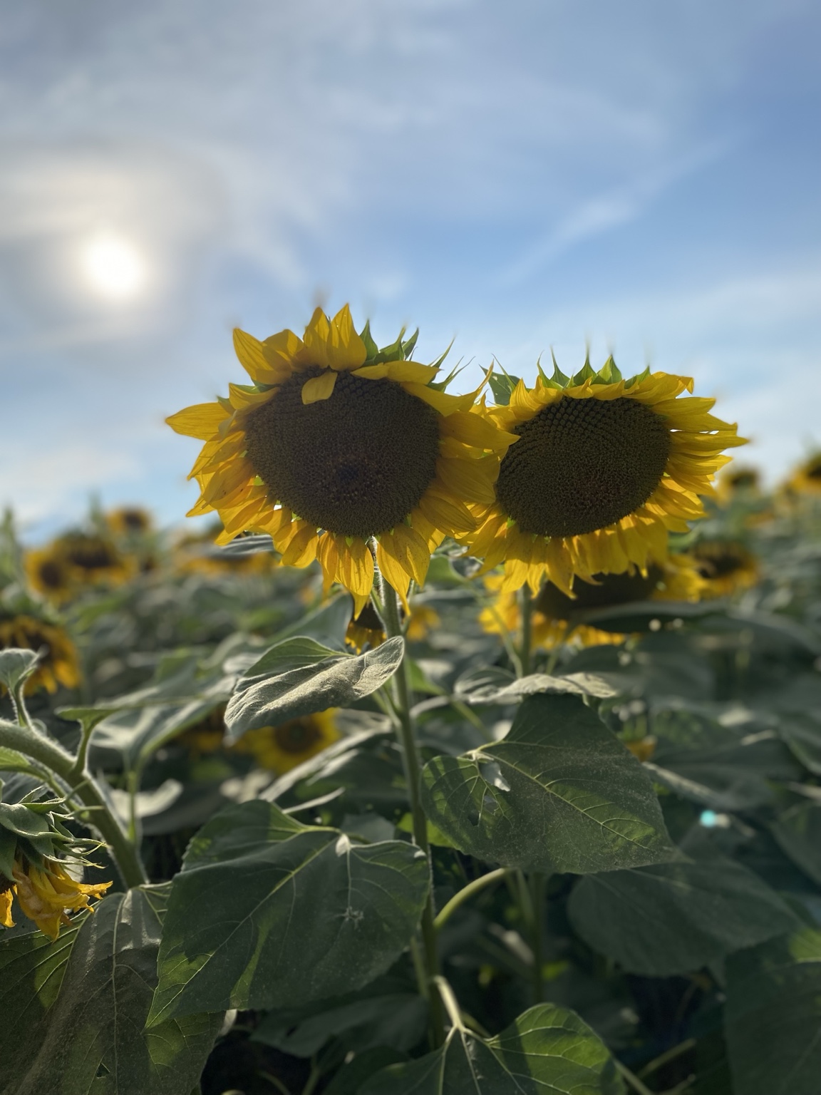 Two backlit sunflowers standing side by side