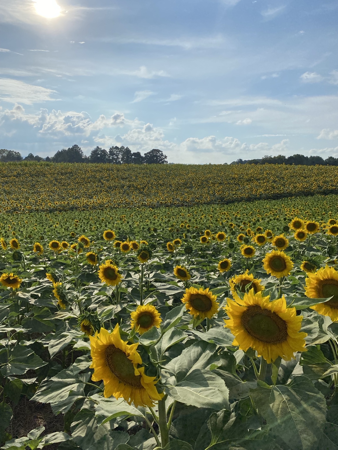 Vertical view across multiple rolling layers of sunflower fields beneath the sun at Beaver Dam Farm