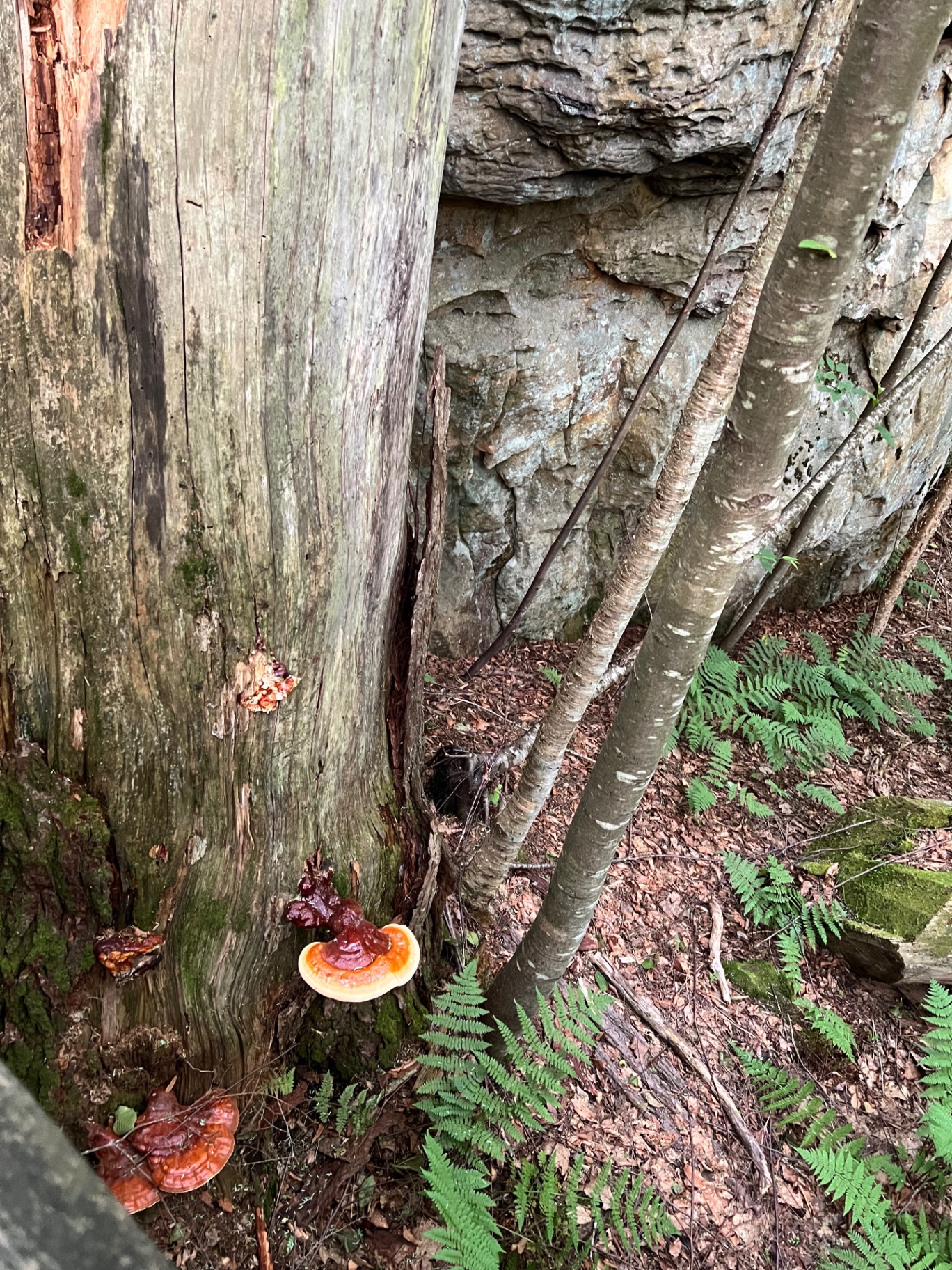 Orange bracket fungi growing from a tree beside ferns and sandstone at Beartown State Park.