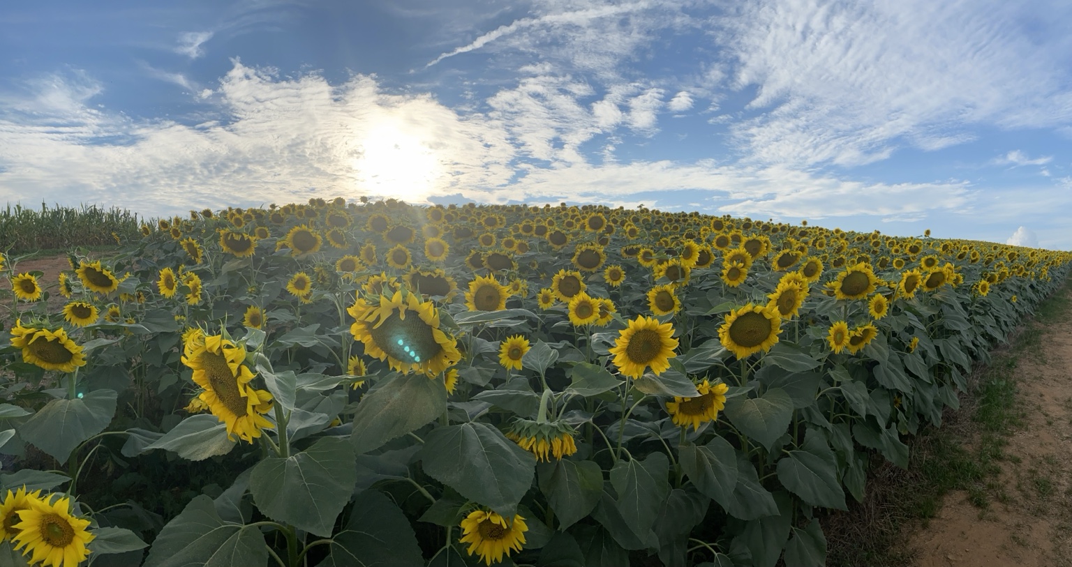 Beaver Dam Farm Sunflower Festival