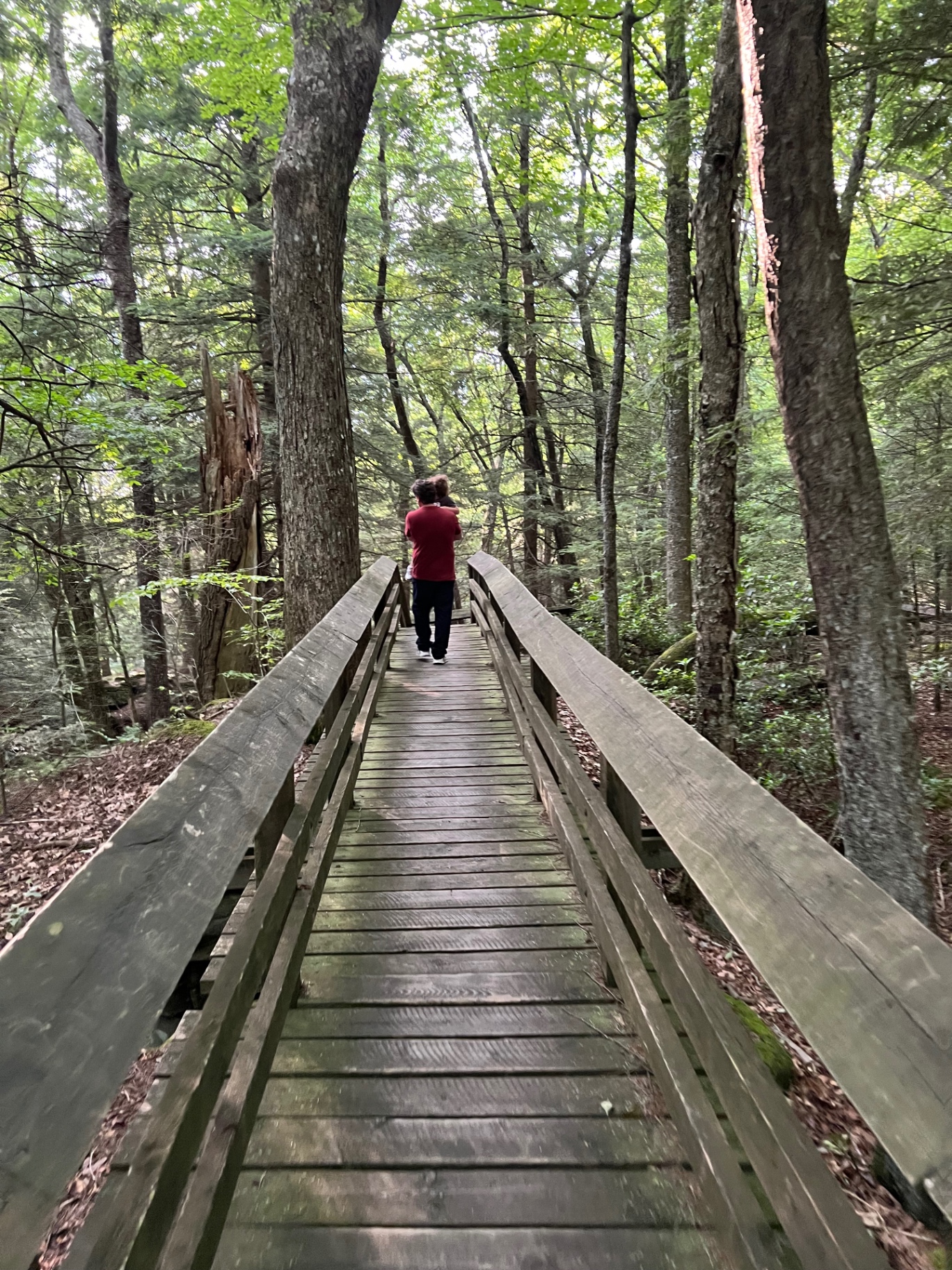 A father carries a young child along a long wooden boardwalk through the quiet forest at Beartown State Park.