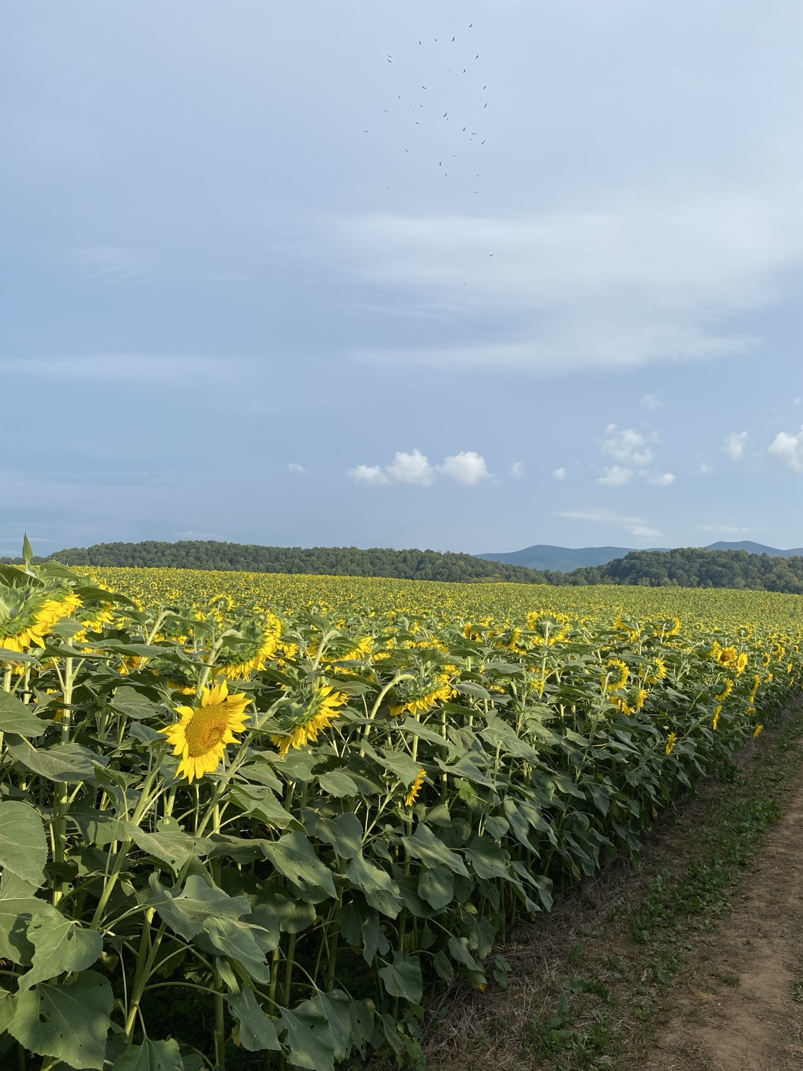 A broad sunflower field with the Virginia mountains behind it and birds overhead