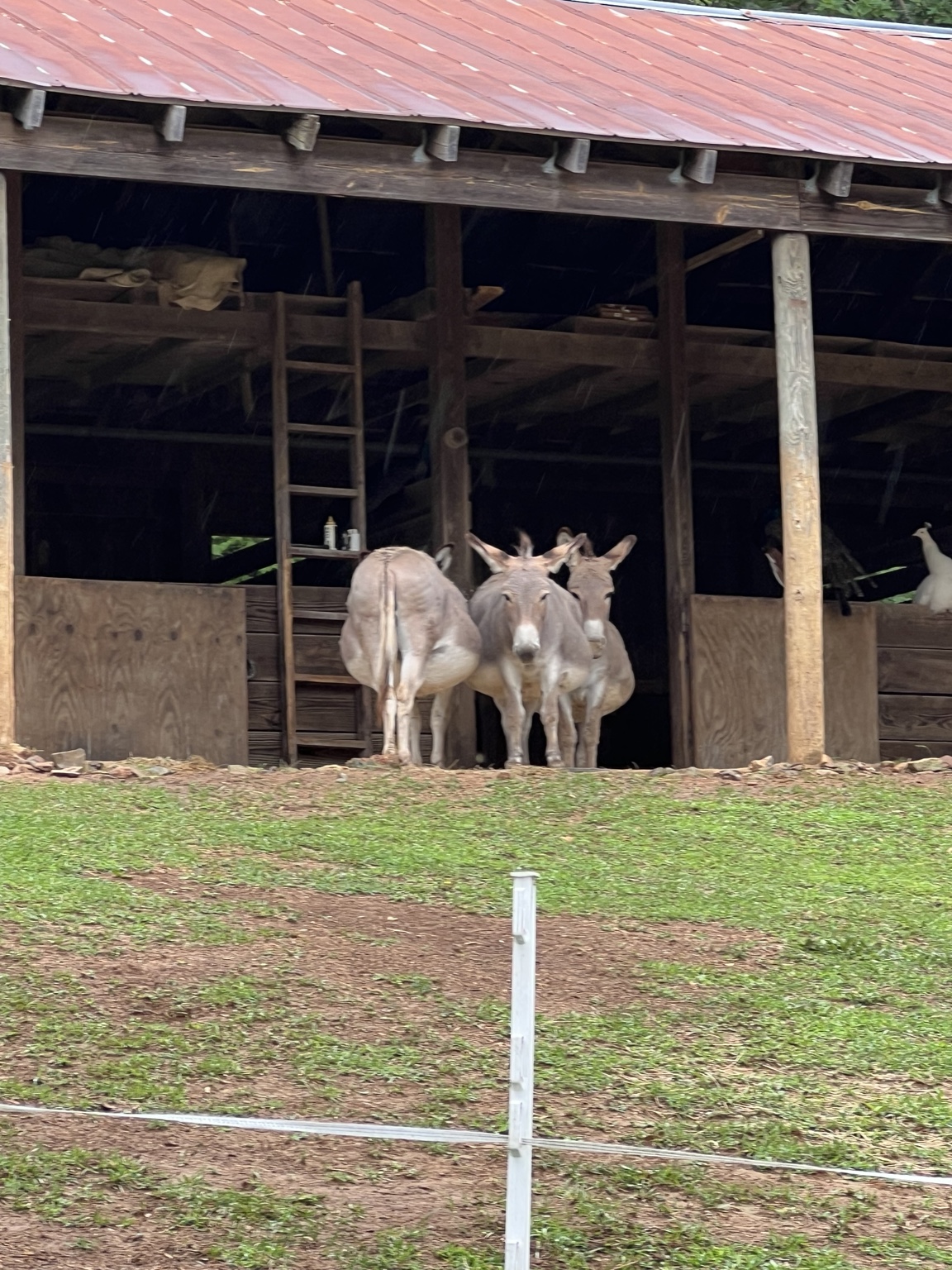 Two donkeys standing inside a dark wooden barn, looking toward the camera