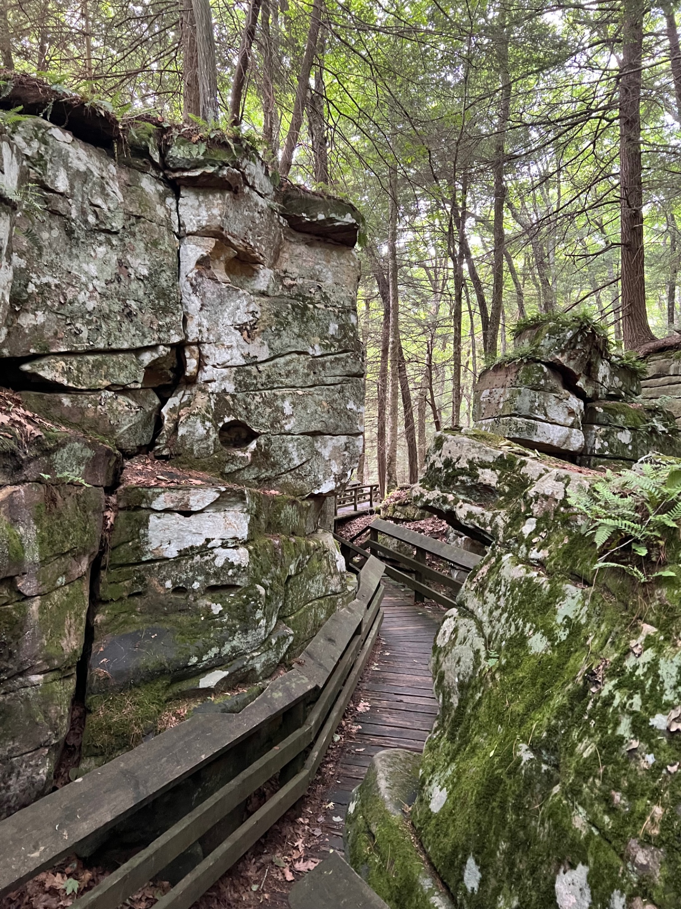 A layered sandstone formation with moss, ferns, rounded erosion openings, and a dark cleft.
