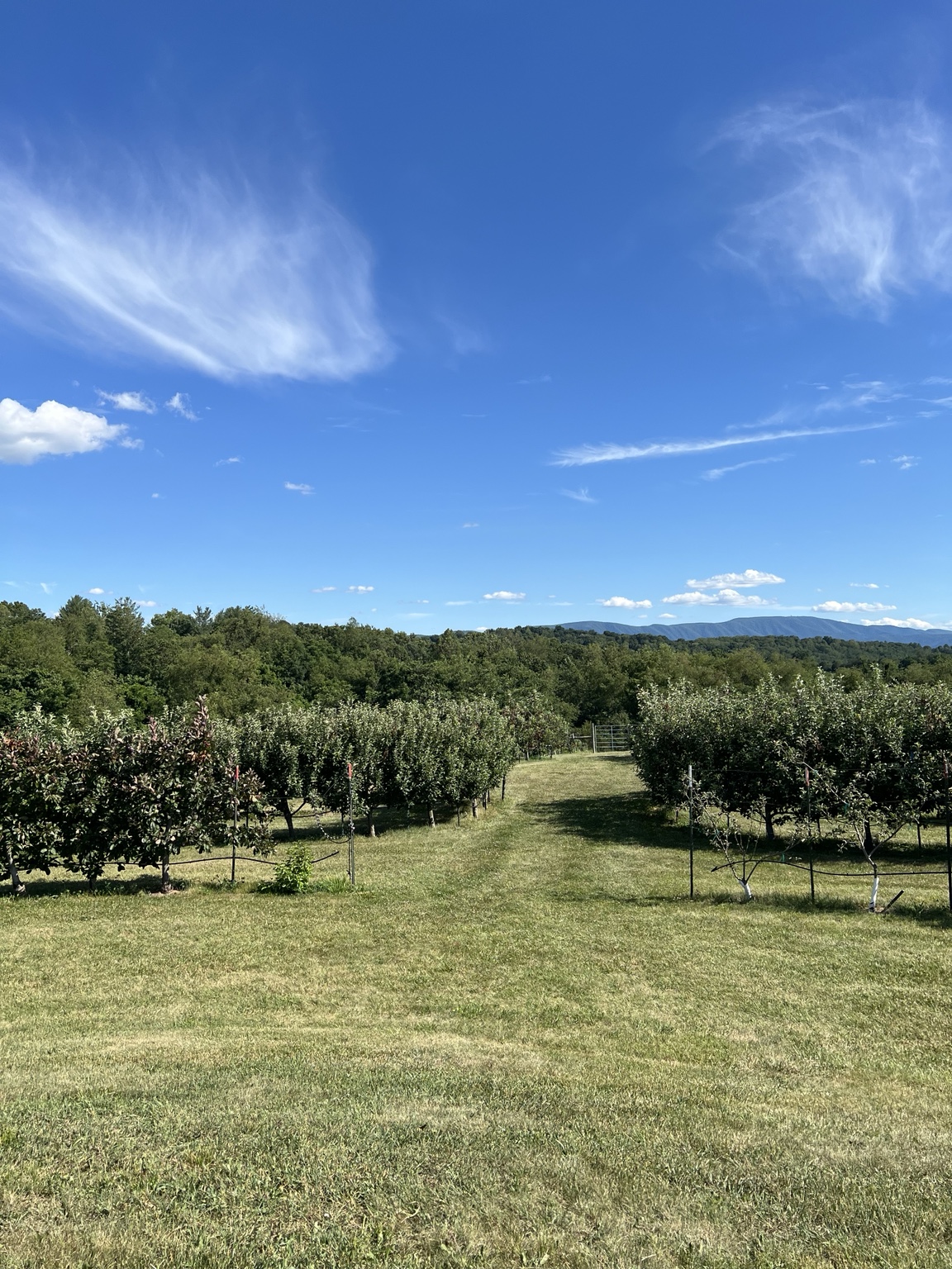 Apple trees leading toward Blue Ridge mountain views at Halcyon Days Cider Co.