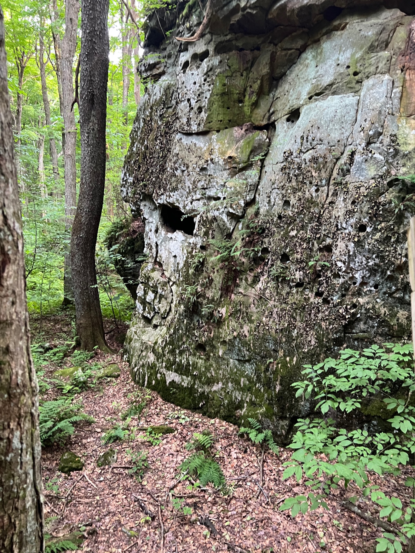 A weathered sandstone wall with dark openings that resemble a face, surrounded by forest.
