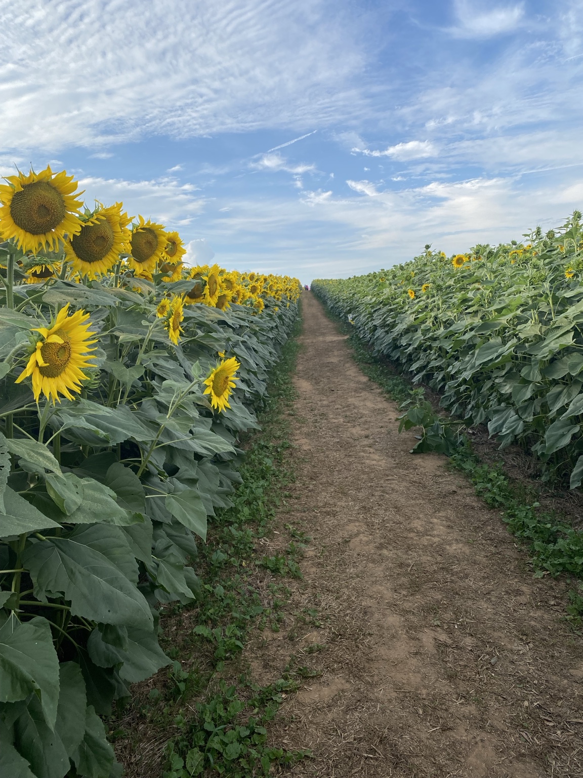 A straight dirt path running between tall rows of sunflowers
