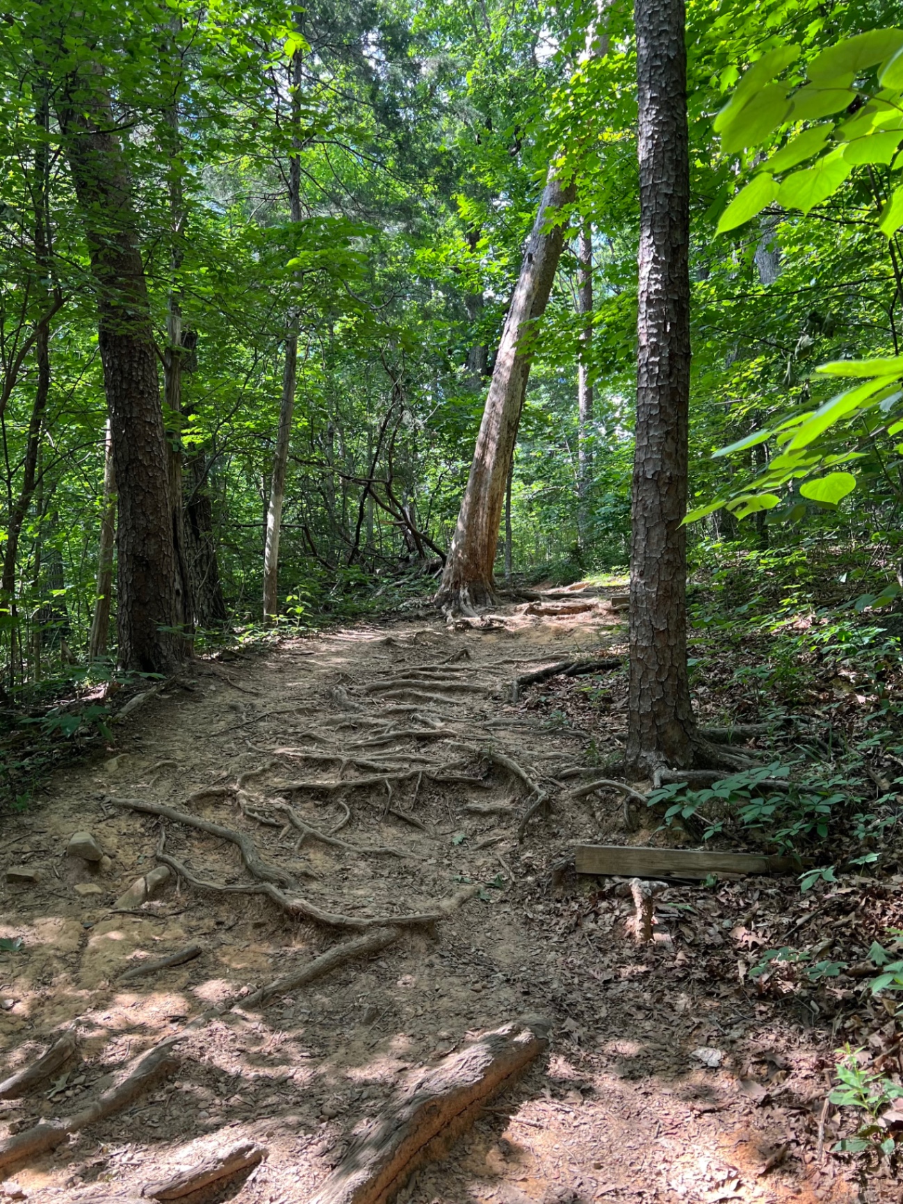 Root-covered forest trail climbing upward through the trees