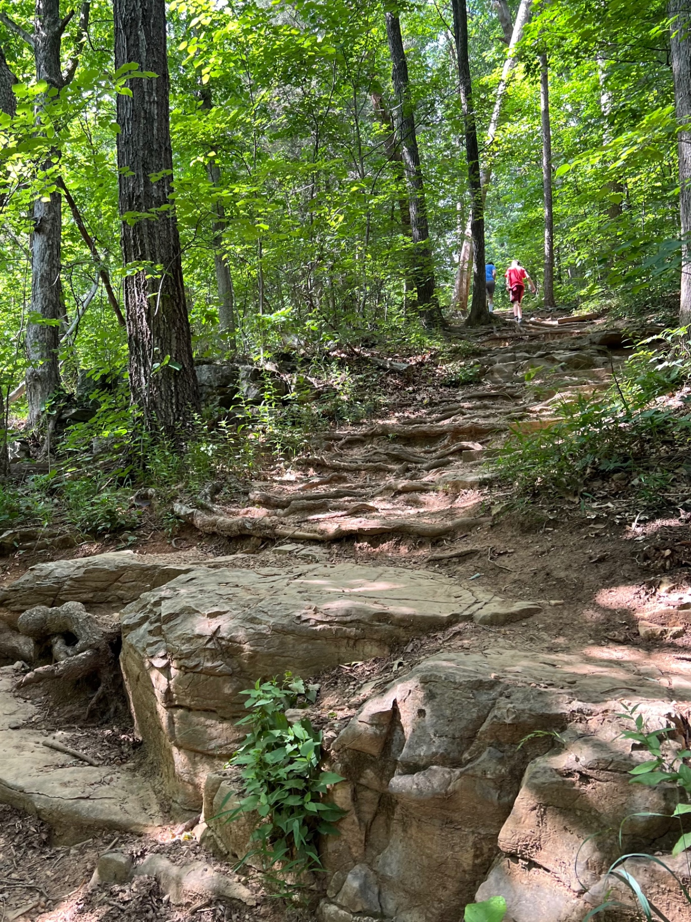 Steep wooded trail with a natural staircase of large rocks and roots