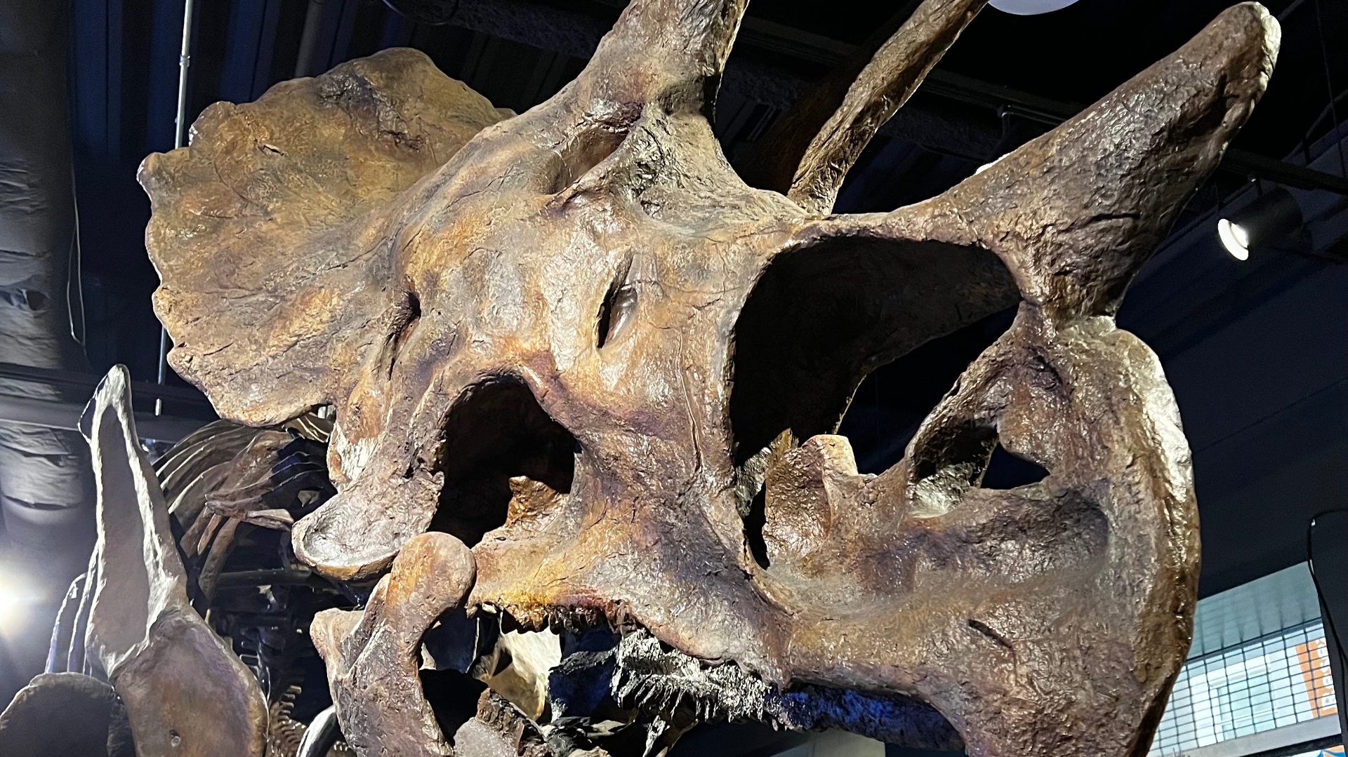 Virginia Museum of Natural History: More Than Dinosaurs