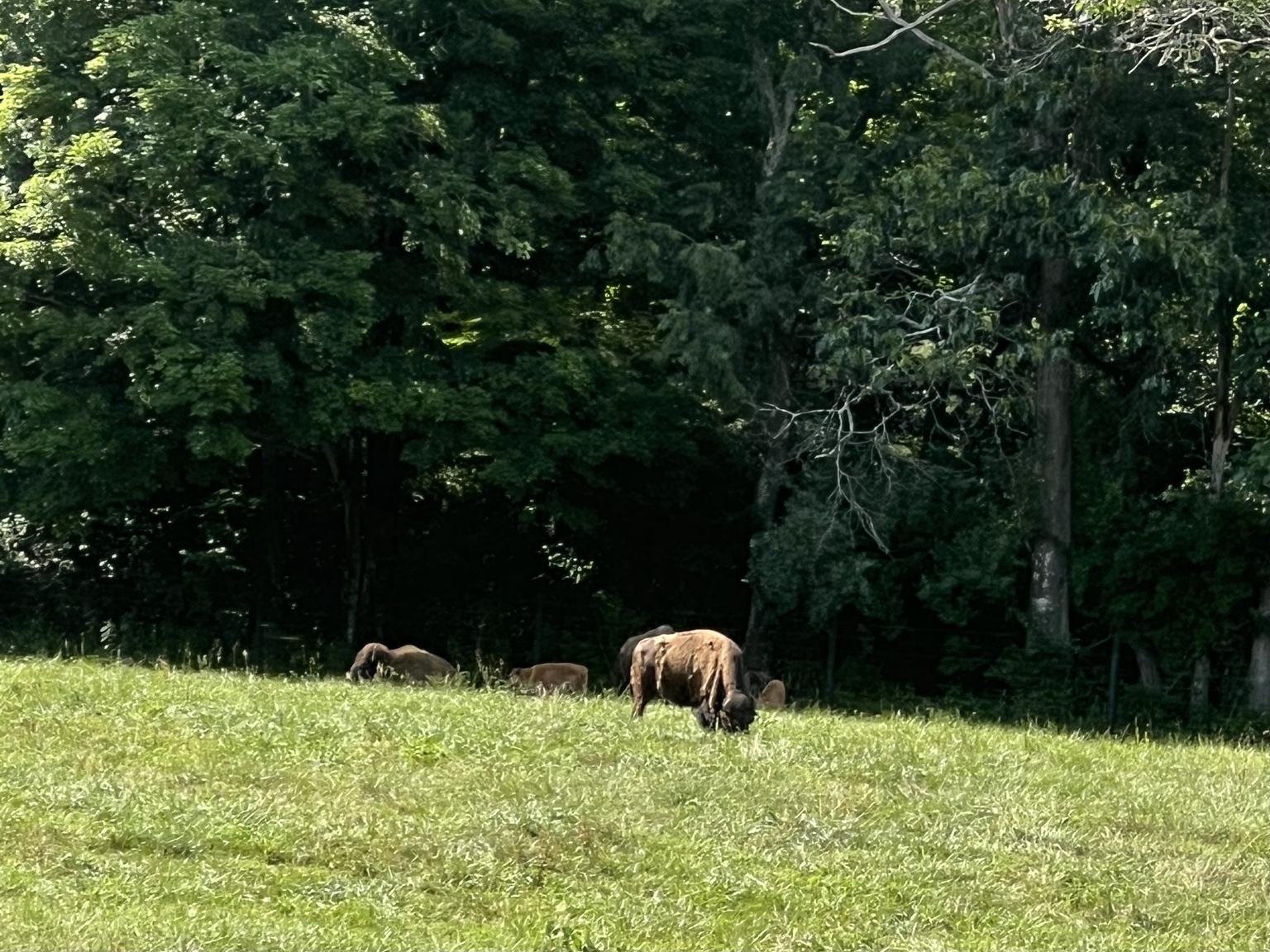 Buffalo grazing on a wooded hillside off Route 600 near Paint Bank, Virginia