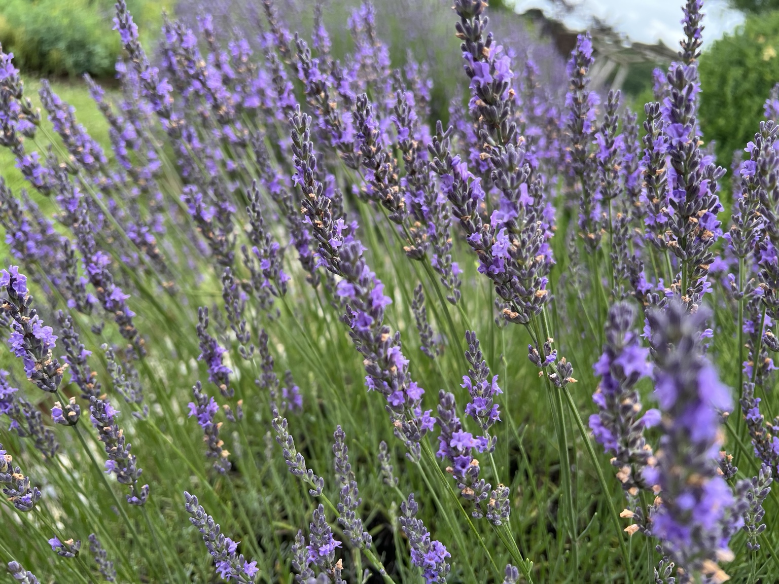 Lavender Fields at Tantivy Farm