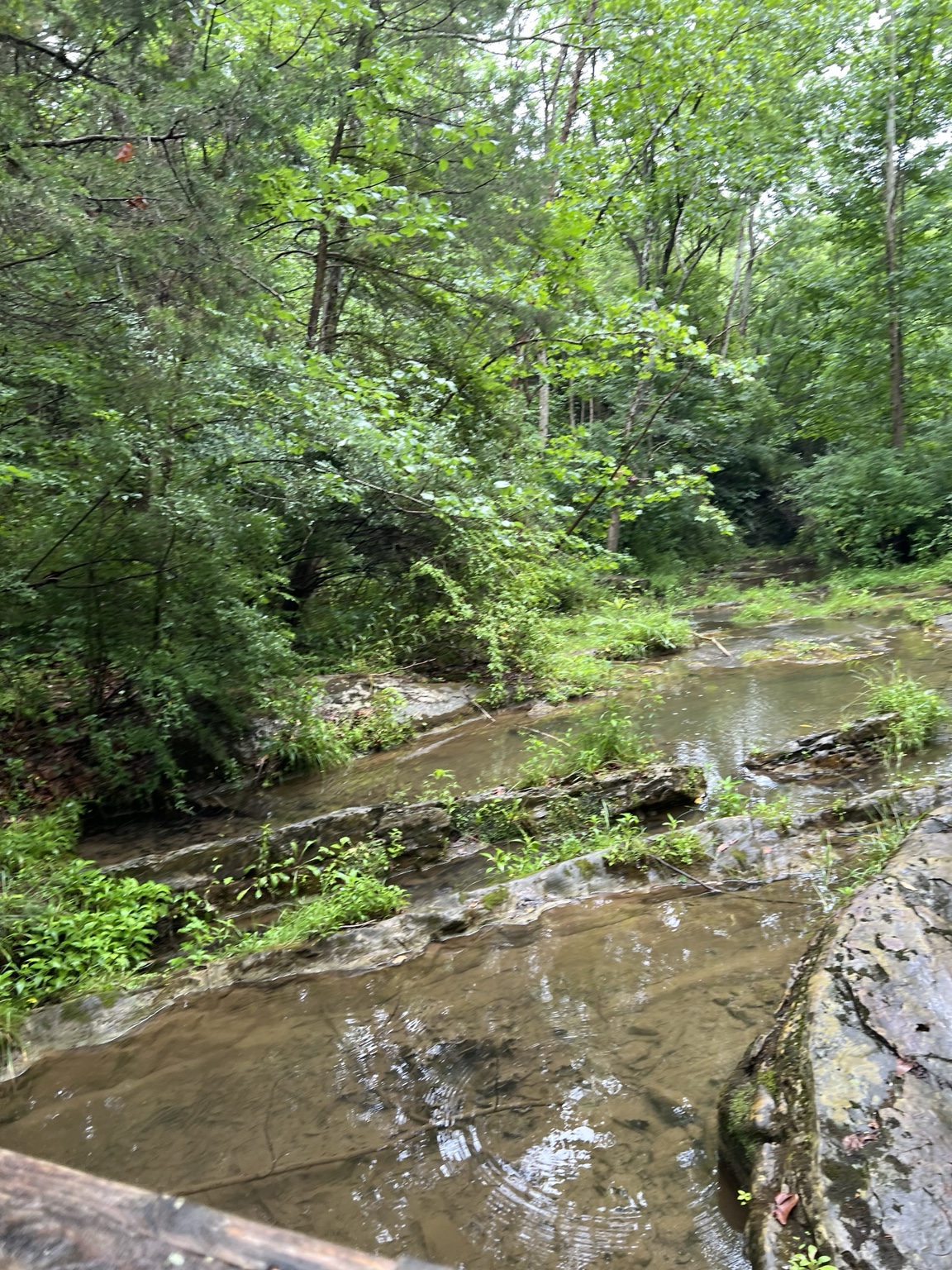 A shallow woodland creek with a small waterfall flowing over rocky ledges