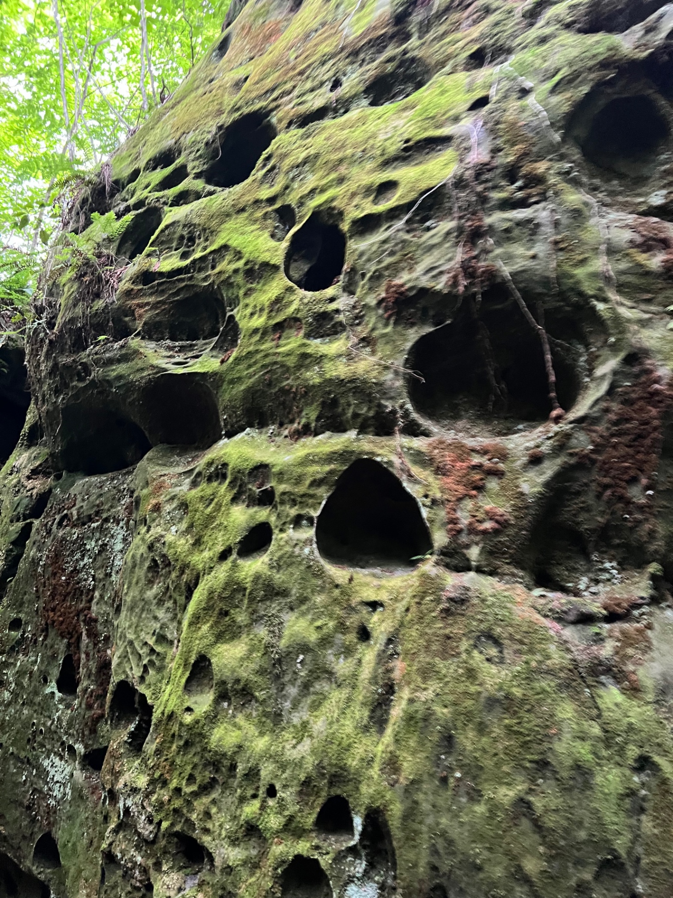 A moss-covered sandstone wall pocked with rounded erosion holes and dark openings.