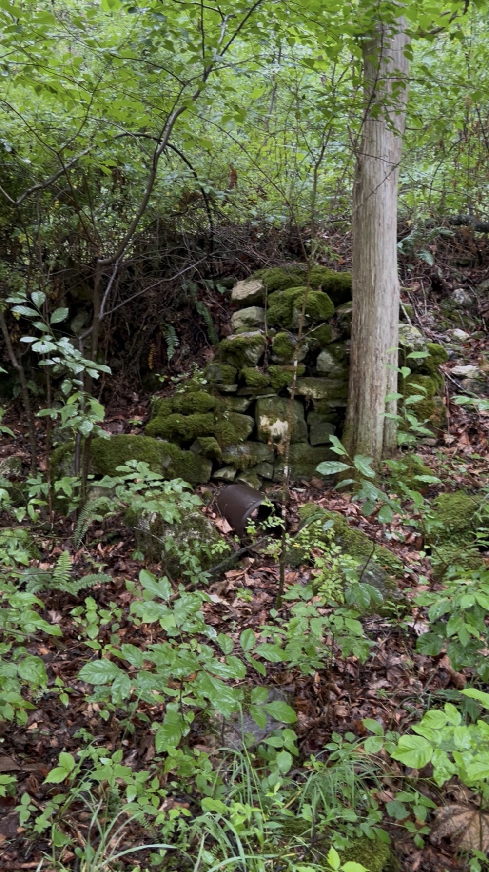 Moss-covered stone ruins of a building foundation deep in the green forest
