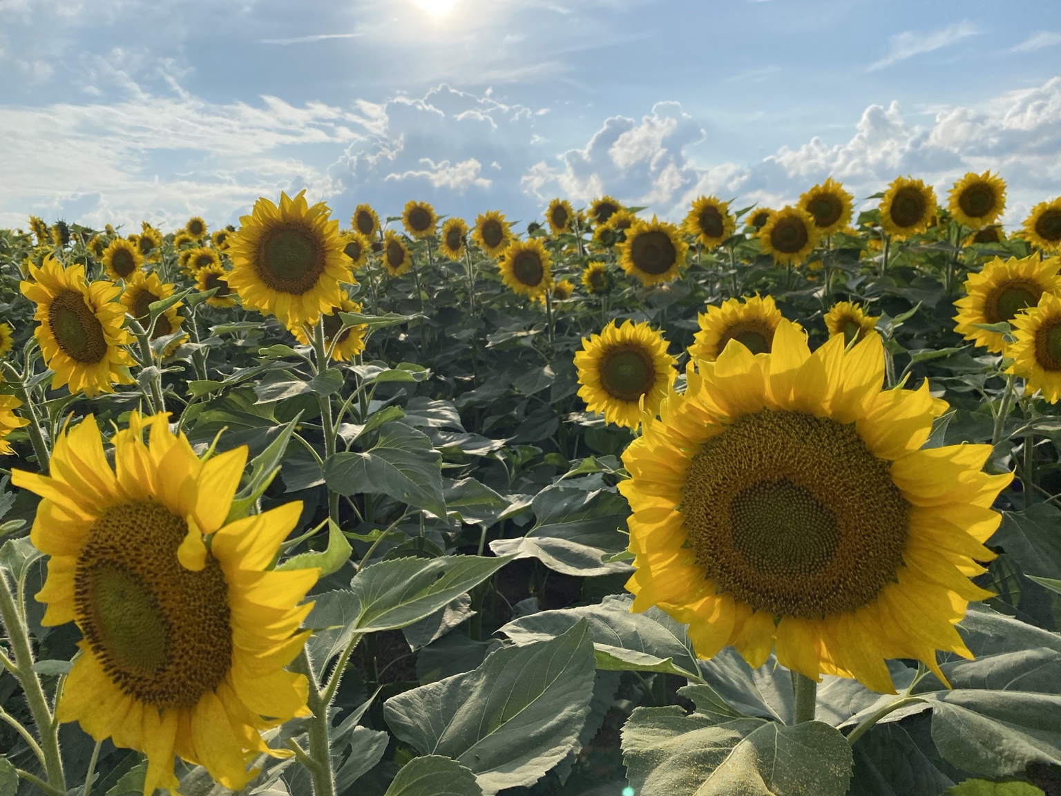 A classic sunflower field with large blooms in the foreground beneath dramatic clouds
